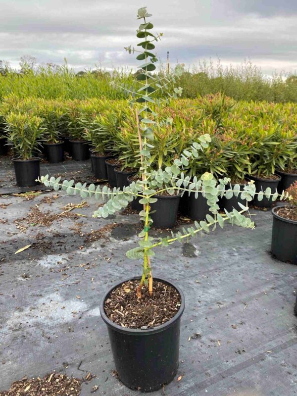 Eucalyptus 'Baby Blue'