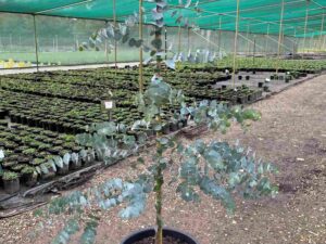 Eucalyptus cinerea
