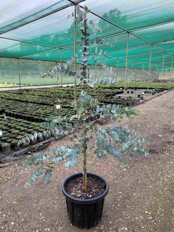 Eucalyptus cinerea