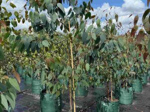 Eucalyptus sclerophylla