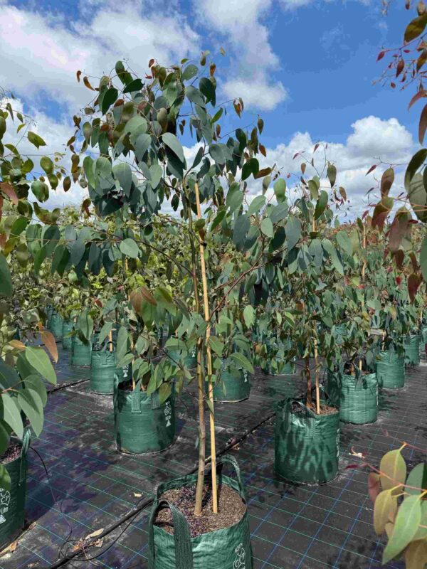 Eucalyptus sclerophylla