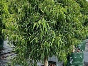 Ficus longifolia