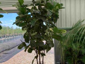 Ficus lyrata