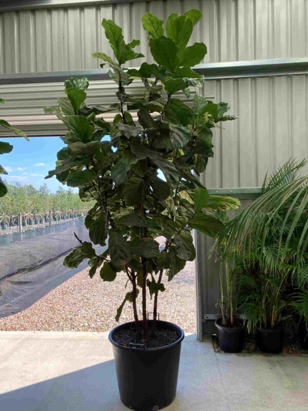 Ficus lyrata