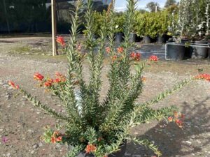 Grevillea 'Fireworks'