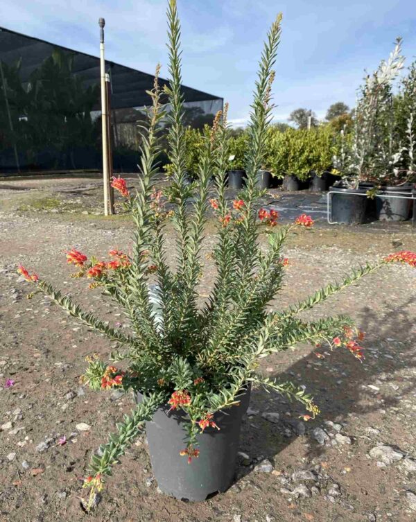 Grevillea 'Fireworks'