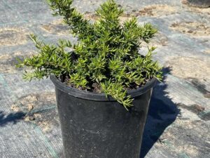 Grevillea juniperina 'Gold Cluster'