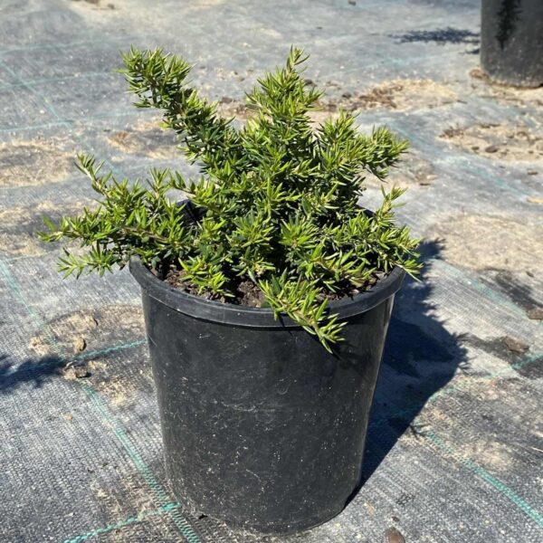 Grevillea juniperina 'Gold Cluster'