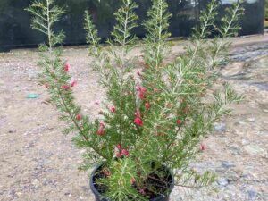 Grevillea rosmarinifolia 'Scarlet Sprite'