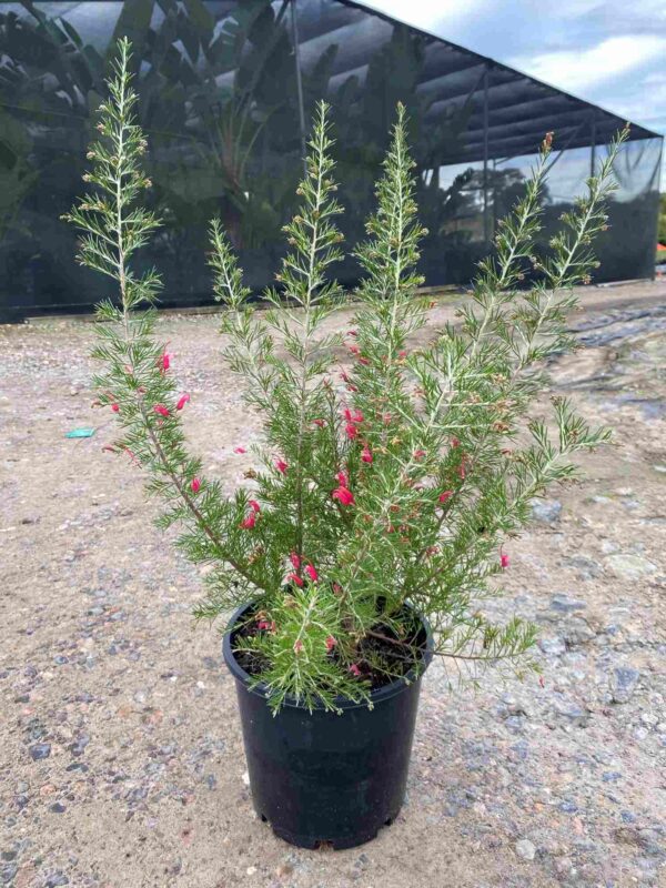 Grevillea rosmarinifolia 'Scarlet Sprite'