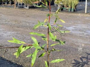 Hakea saligna
