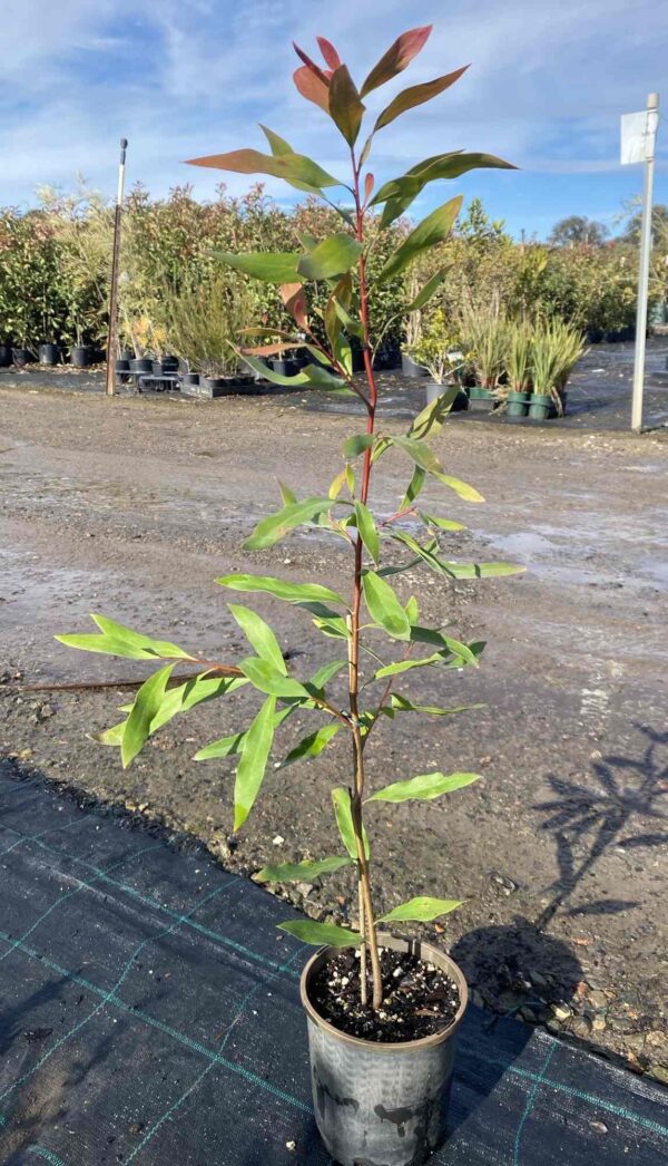 Hakea saligna