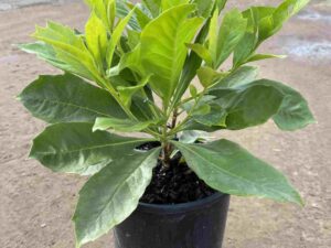 Hymenosporum flavum 'Gold Nugget'