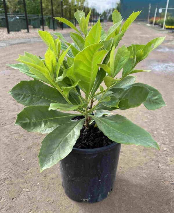 Hymenosporum flavum 'Gold Nugget'