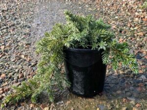 Juniperus lutchuensis