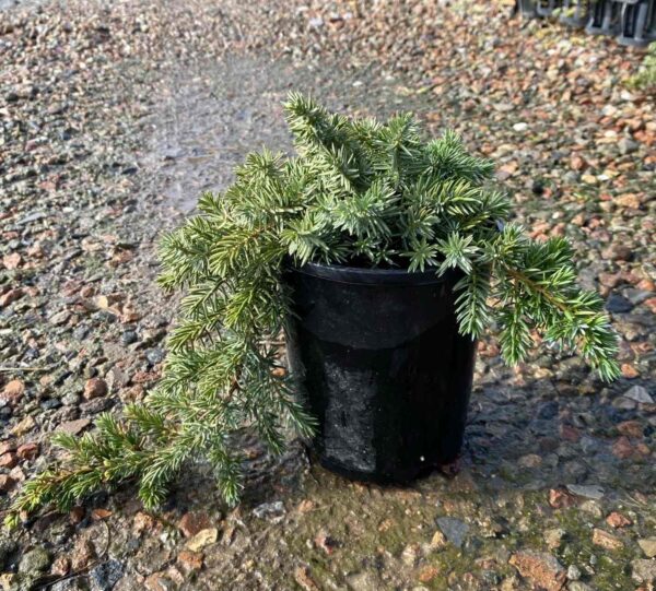 Juniperus lutchuensis