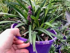 Liriope muscari 'Royal Purple'