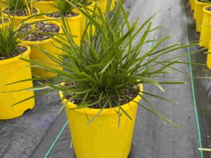 Lomandra 'Lime Tuff'