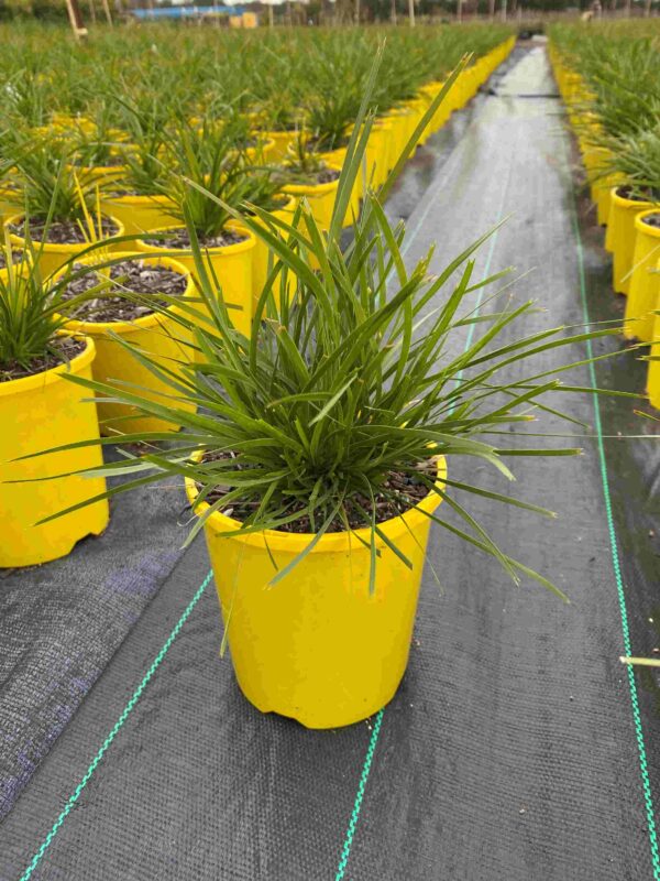 Lomandra 'Lime Tuff'