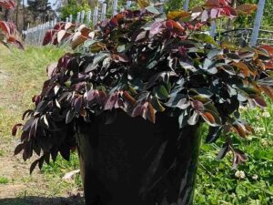 Loropetalum chinense 'China Pink'