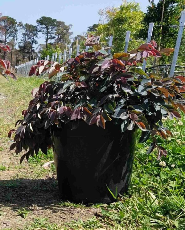 Loropetalum chinense 'China Pink'