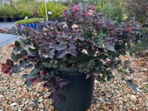 Loropetalum chinense 'Plum Gorgeous'