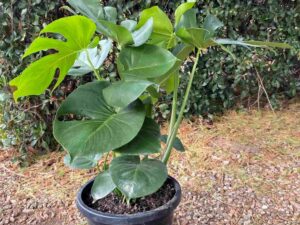 Monstera deliciosa