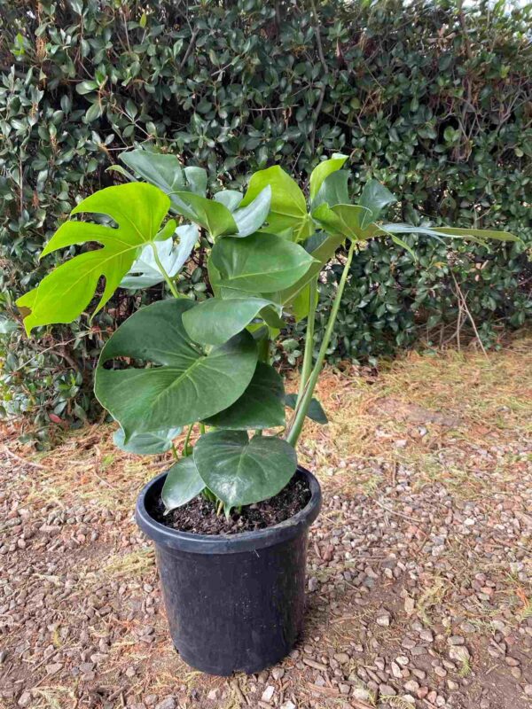 Monstera deliciosa