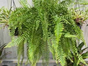nephrolepis-fern-basket