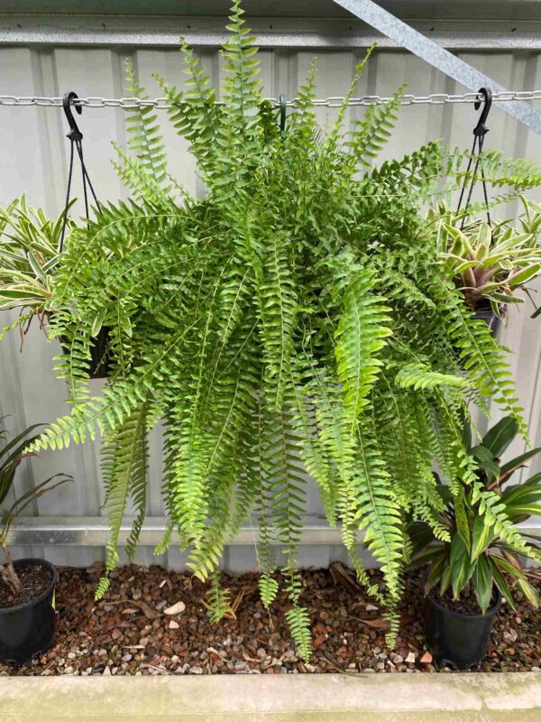 nephrolepis-fern-basket