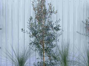 olea-europea-kalamata