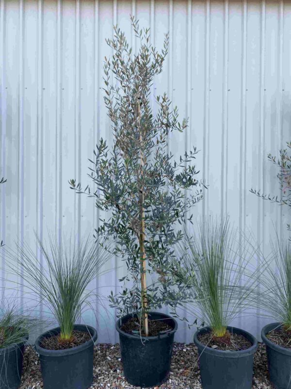 olea-europea-kalamata