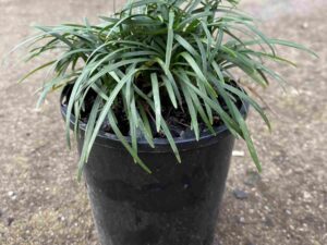 Ophiopogon japonicus 'Nana'