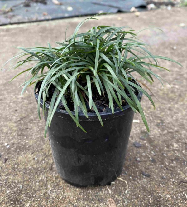 Ophiopogon japonicus 'Nana'