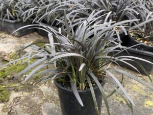 Ophiopogon planiscapus 'Nigrescens'