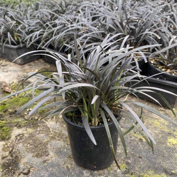 Ophiopogon planiscapus 'Nigrescens'