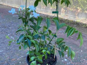 Pandorea pandorana 'Snowbells'