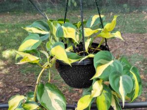 Philodendron hederaceum 'Brasil' (baskets)