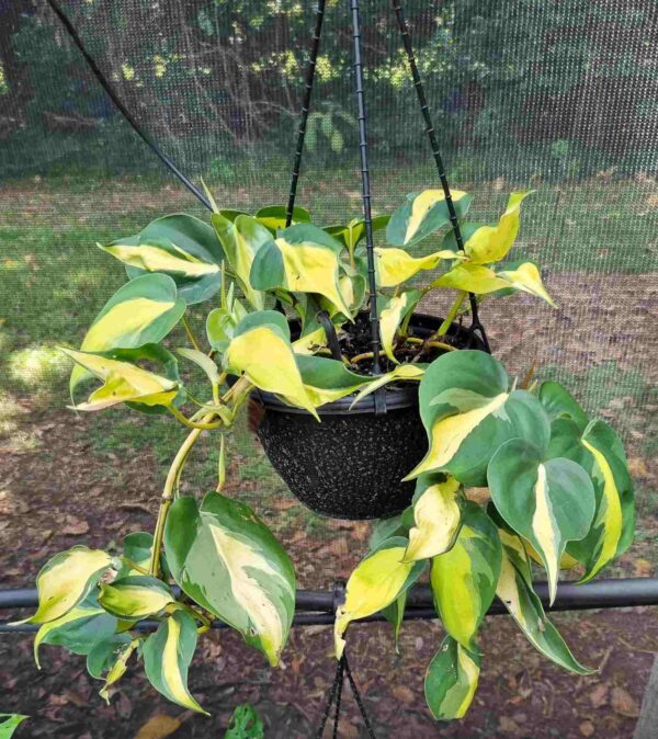 Philodendron hederaceum 'Brasil' (baskets)