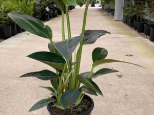 philodendron-congo