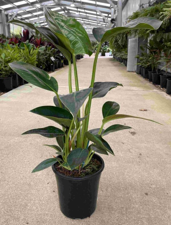 philodendron-congo