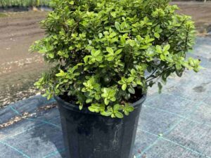 Pittosporum tenuifolium 'Golf Ball'