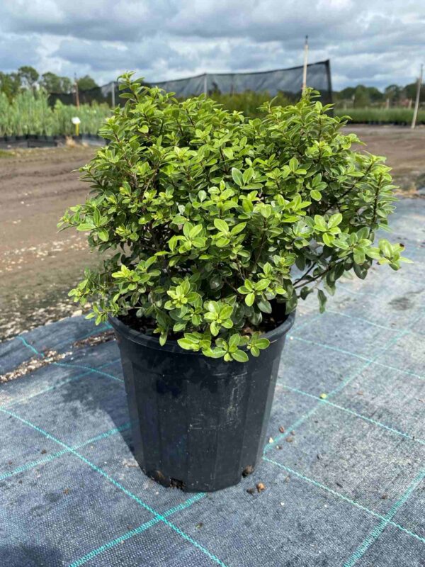 Pittosporum tenuifolium 'Golf Ball'