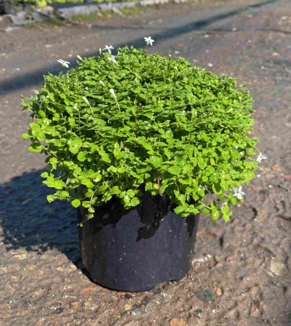 Pratia pedunculata