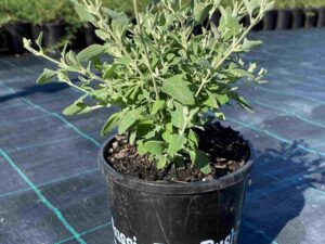 Rhagodia spinescens 'Aussie Flatbush' PBR
