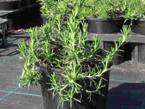 Rosmarinus officinalis 'Prostratus'