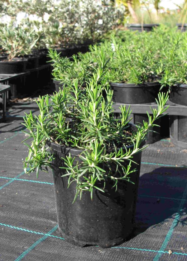 Rosmarinus officinalis 'Prostratus'