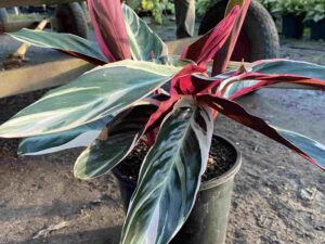 Stromanthe sanguinea Tri-Colour