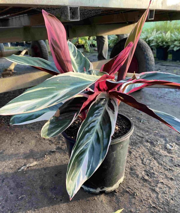 Stromanthe sanguinea Tri-Colour