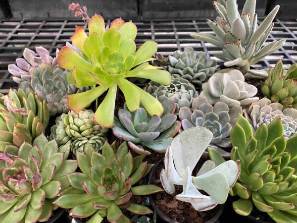 Succulent Varieties